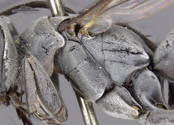 Media type: image;   Entomology 10004 Aspect: thorax lateral